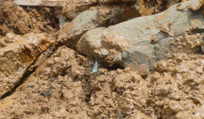 - コトブキホームビルダー|目黒区・品川区の狭小地での注文住宅を手掛ける工務店 目黒区G邸共同住宅 掘削