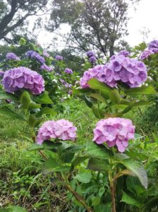 DSC_0040 - コトブキホームビルダー|目黒区・品川区の狭小地での注文住宅を手掛ける工務店