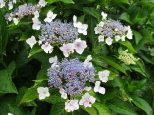 kotobukikai_2013.10 (4) - コトブキホームビルダー|目黒区・品川区の狭小地での注文住宅を手掛ける工務店