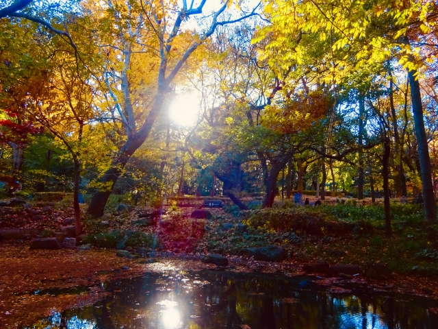 林試の森公園 in 品川区 | コトブキホームビルダー